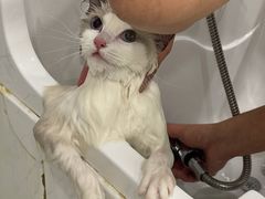 -BABIT巴比特宠物(MOMOPARK店)