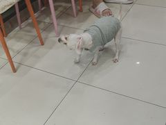 -纳吉亚猫专科动物医院博雅分院