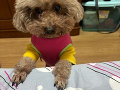 -pd派德宠物中心医院24H急重症·眼科中心·血液透析中心(嵩山北路店)