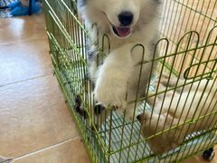 -Let's go狗咖·猫咖·奶狗·桌游(春熙路IFS店)