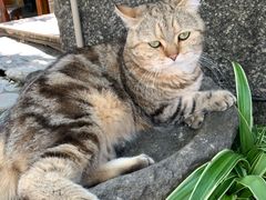 -喵屿·大理花园猫咖