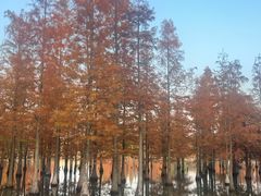 -白鹭湾湿地公园