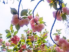 -武汉大学-樱园