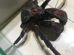-海盗餐厅