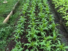 -Ohkajhu Organic Farm Sansai