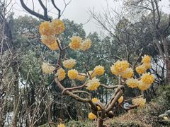 -无锡梅园公园