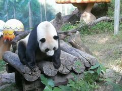 -广州长隆野生动物世界