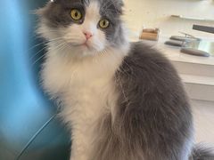 -飞行喵MR PILOT|猫舍·猫咖(静安大融城店)