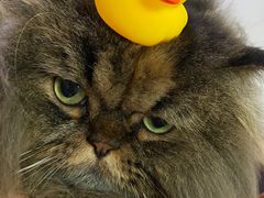 -关爱宠物医院·猫科中心·消化科(滨湖万达分院)