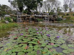 -东莞植物园