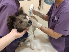 -萌兽医馆·犬猫专科·眼科中心·宠物医院(朝阳门分院)