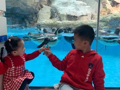 -帝企鹅自助餐厅•儿童岛•真企鹅(长隆企鹅酒店)