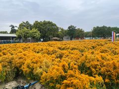 -广东花都香草世界旅游度假区