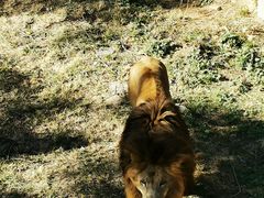 -石家庄市动物园