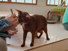 -Let's go狗咖·猫咖·奶狗·桌游(春熙路IFS店)