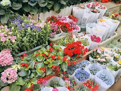 -青石桥花鸟鱼虫市场(叠翠城店)