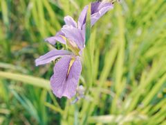 -洋湖国家湿地公园