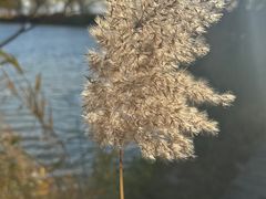 -野鸭湖国家湿地公园