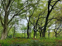 -上海共青森林公园