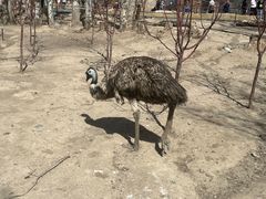 -新疆天山野生动物园