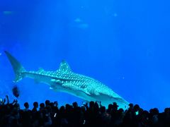 -珠海长隆海洋王国