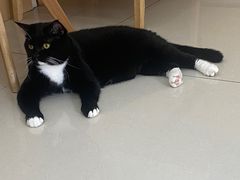 -鼓捣猫呢主题猫咖店