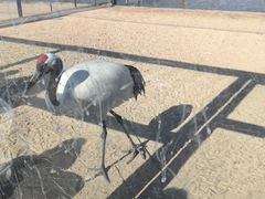 -盐城丹顶鹤湿地生态旅游区