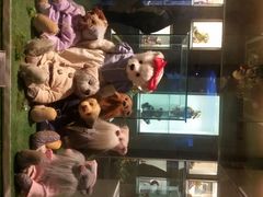 -成都泰迪熊博物馆