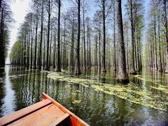 -渌洋湖湿地公园
