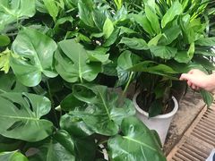 -秦美花卉(天朗·莱茵小城2期店)