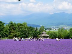 -富田农场