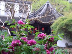-上海醉白池公园