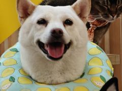 -柴迷FANS CLUB·柴犬狗咖·猫咖