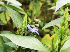-深圳市中科院仙湖植物园