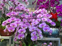 -双季花艺园艺市场(浦东店)