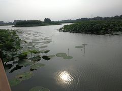 -白洋淀景区