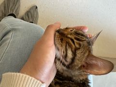 -Cappucimeow猫咪咖啡馆(韦伯时代店)