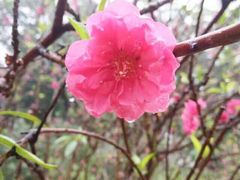 -南国桃园旅游度假区