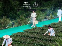 -华祥苑茶馆•国缤茶小蓝罐(普罗旺斯店)