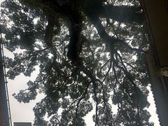 -普陀山雷迪森庄园