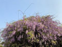 -嘉定紫藤园