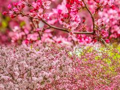 -海棠花溪(元大都城垣遗址公园)