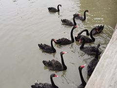 -溱湖国家湿地公园