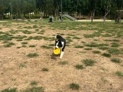 -爪吧宠物乐园 (温榆河示范区店)