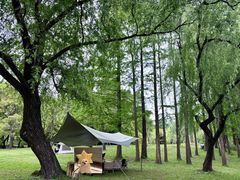 -上海共青森林公园