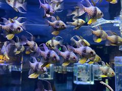 -海合安天津极地海洋公园