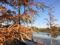 -昆山城市生态森林公园