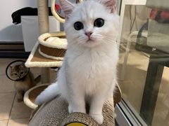 -lincat·猫舍(广州店)