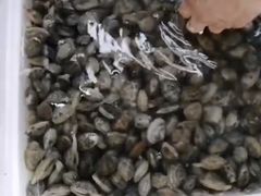 -南戴河海滨市场
