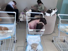 -怪兽屋·羊驼·猫咖·狗咖(俊华广场店)